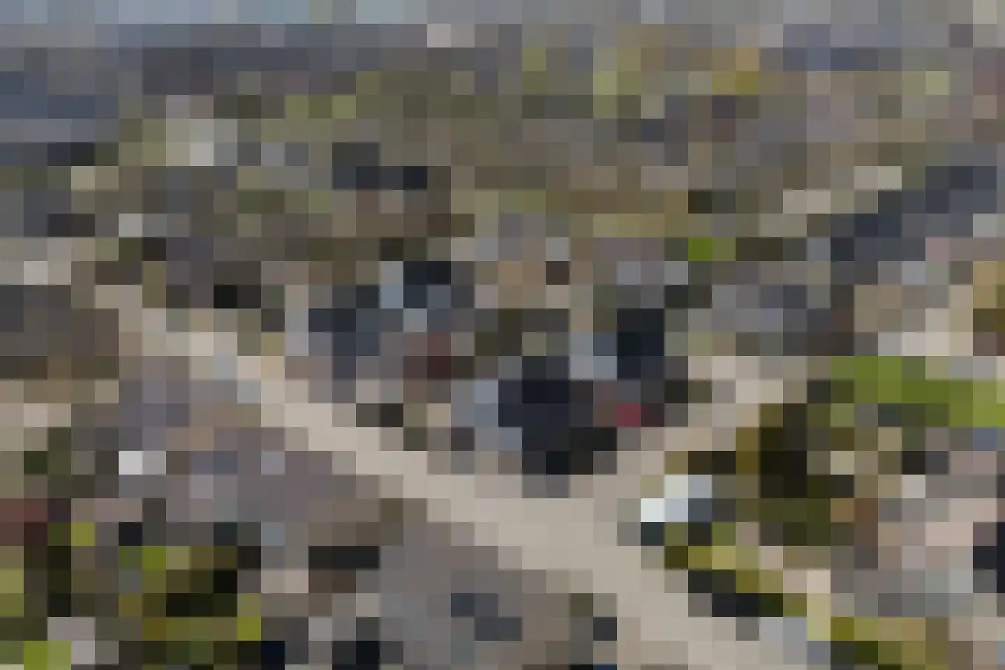 Papingastins 10 Leeuwarden thumbnail 5