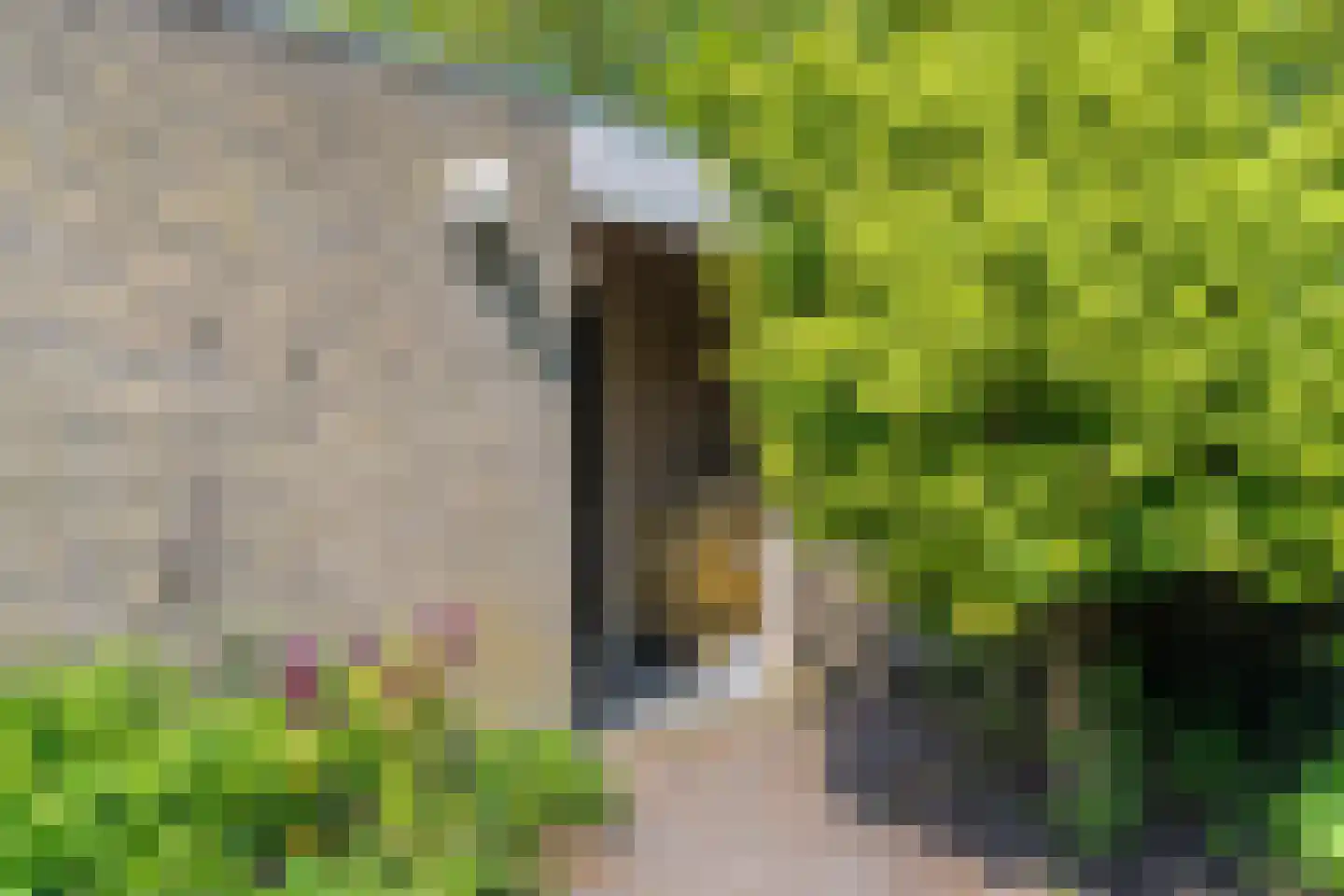 Papingastins 32 Leeuwarden thumbnail 21
