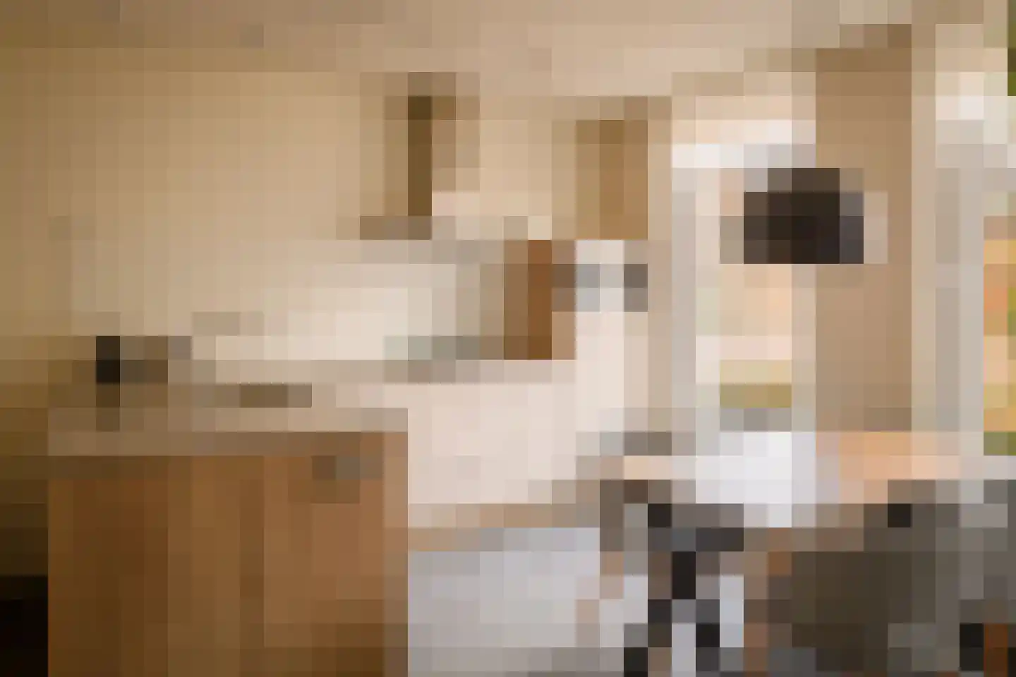 Pappenheim 5 Maastricht thumbnail 11