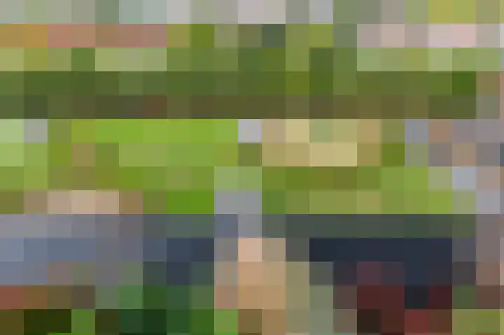 Papyruspad 177 Rijswijk thumbnail 22
