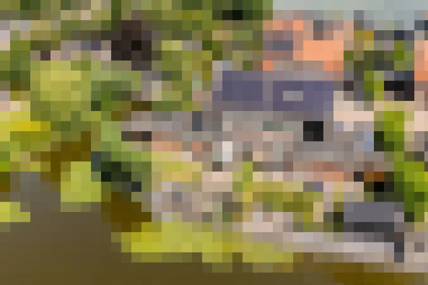 Paradijsappel 4 Winkel thumbnail 59