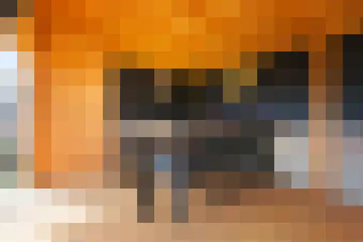 Paradijsvogel 1 Heerhugowaard thumbnail 42