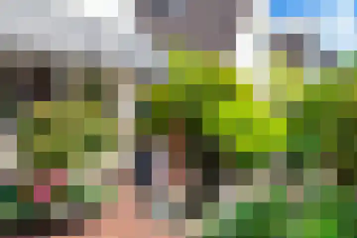 Paradijsvogel 1 Heerhugowaard thumbnail 46