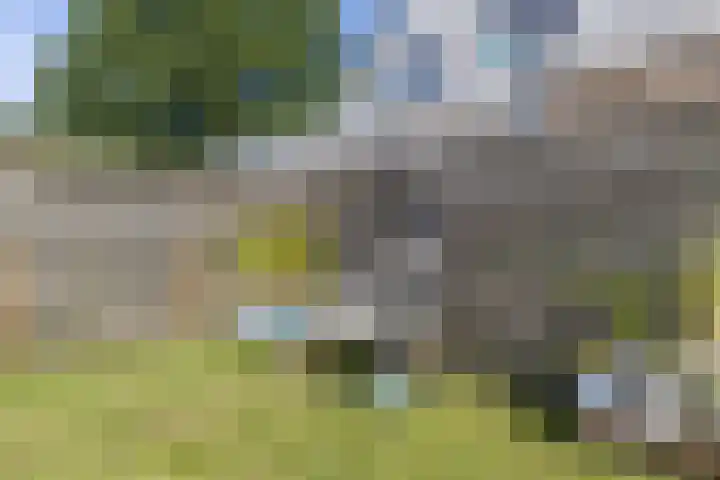 Paradyske 7 Herbaijum thumbnail 38