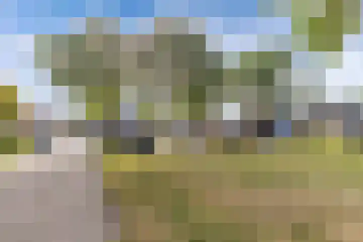 Paradyske 7 Herbaijum thumbnail 55