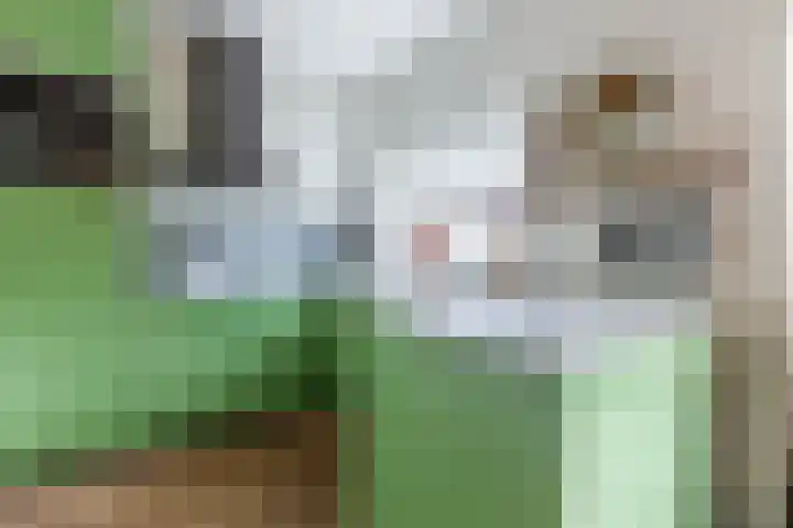 Parallelweg 78 Koog aan de Zaan thumbnail 22