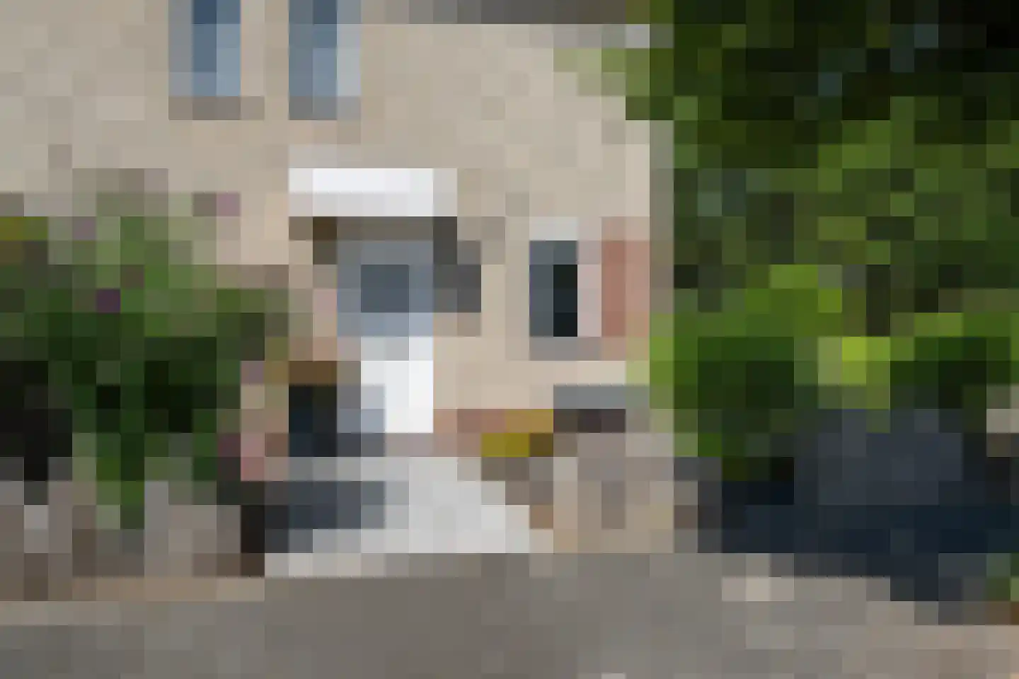 Parelduiker 1 Monster thumbnail 41