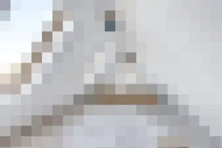 Parelduiker 21 Hoogkarspel thumbnail 43
