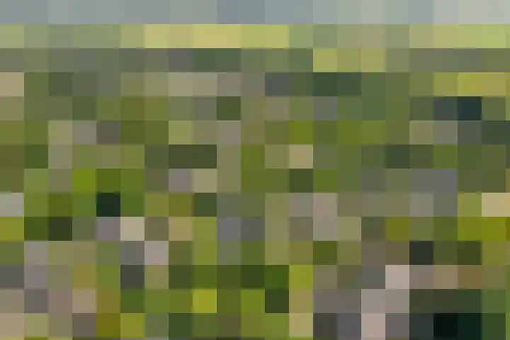 Parelduiker 4 Leusden thumbnail 15