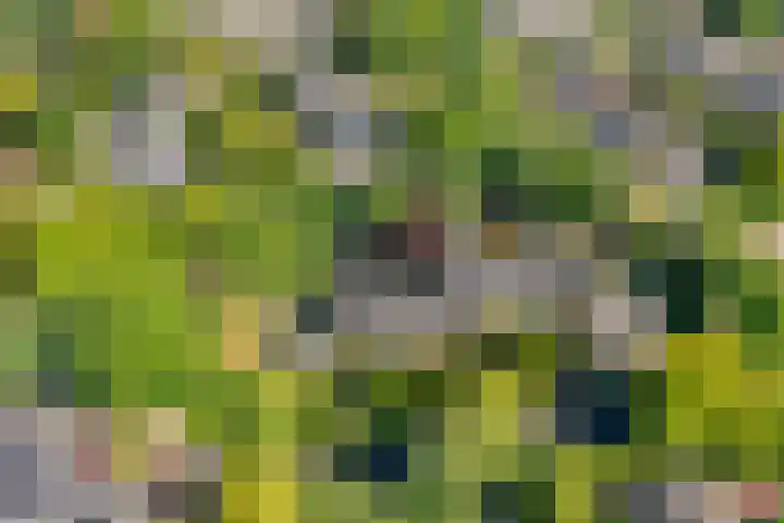 Parelduiker 4 Leusden thumbnail 16