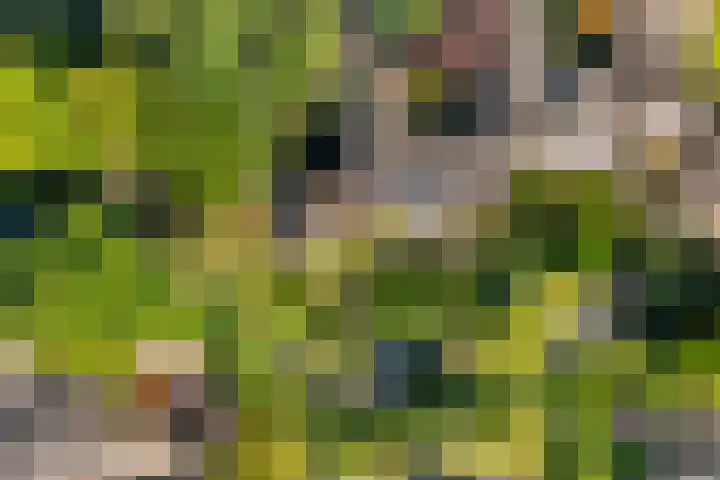 Parelduiker 4 Leusden thumbnail 17