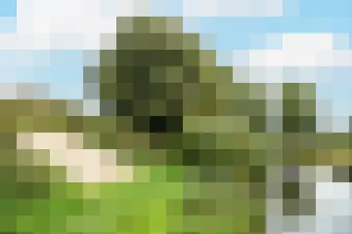 Parelduiker 4 Leusden thumbnail 20