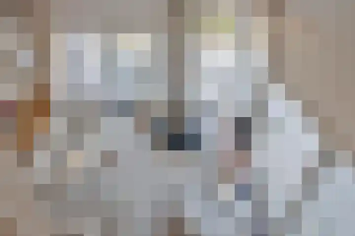 Parelduiker 4 Zoutelande thumbnail 36