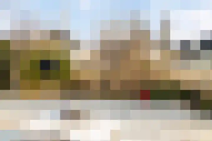 Parelduiker 4 Zoutelande thumbnail 5