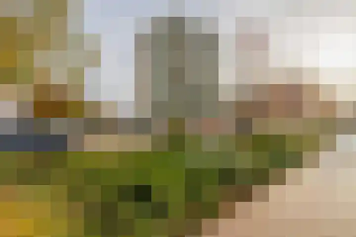 Parelduiker 64 Capelle aan den IJssel thumbnail 5