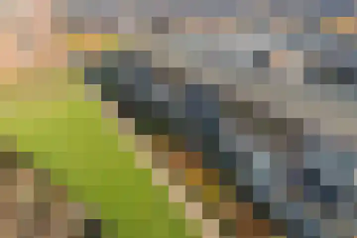 Parelgras 120 Houten thumbnail 38