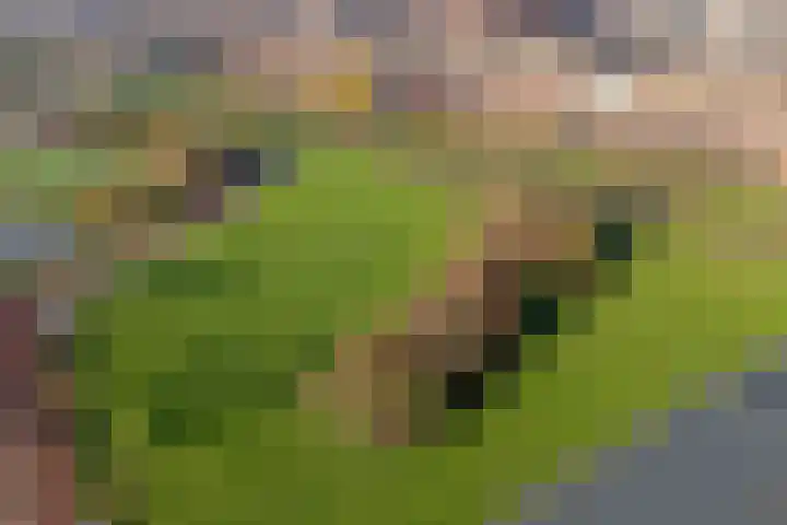 Parelgras 120 Houten thumbnail 40