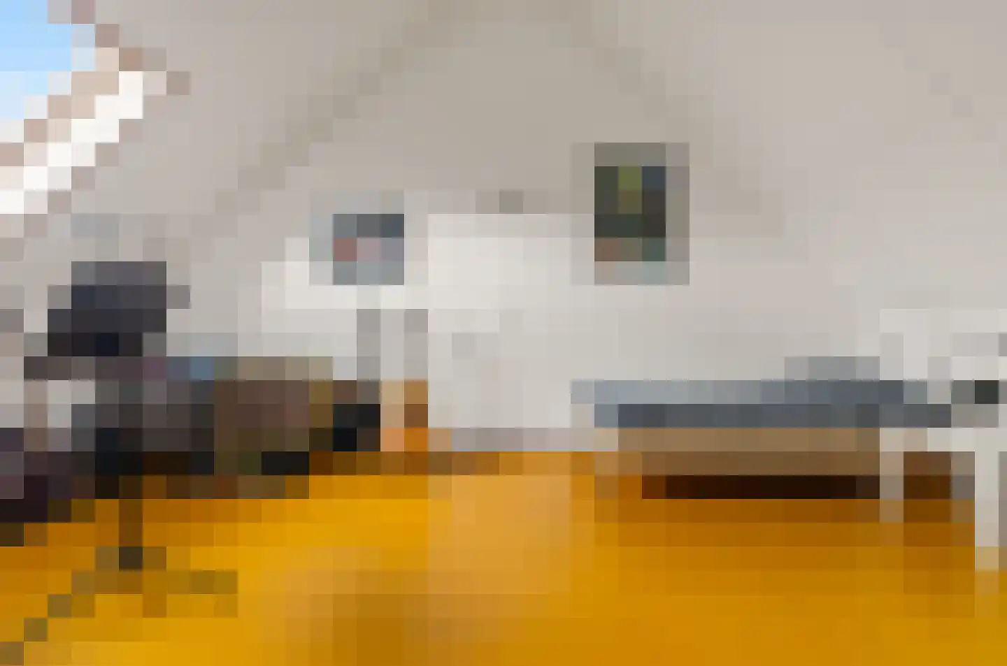 Parelgras 4 Houten thumbnail 32