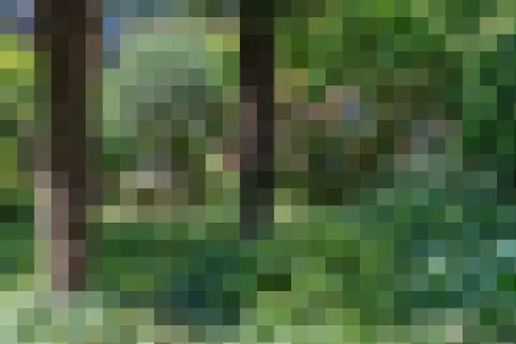 Parelgras 86 Houten thumbnail 59
