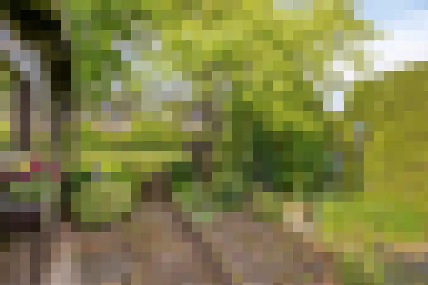 Parelhoen 8 Heinkenszand thumbnail 22