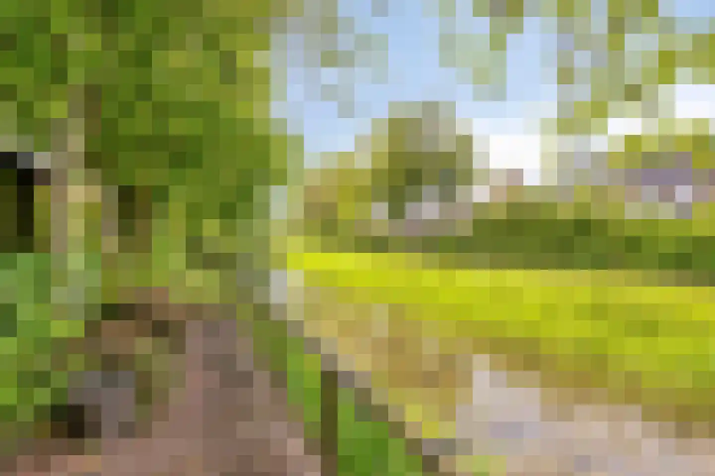 Parelhoen 8 Heinkenszand thumbnail 23