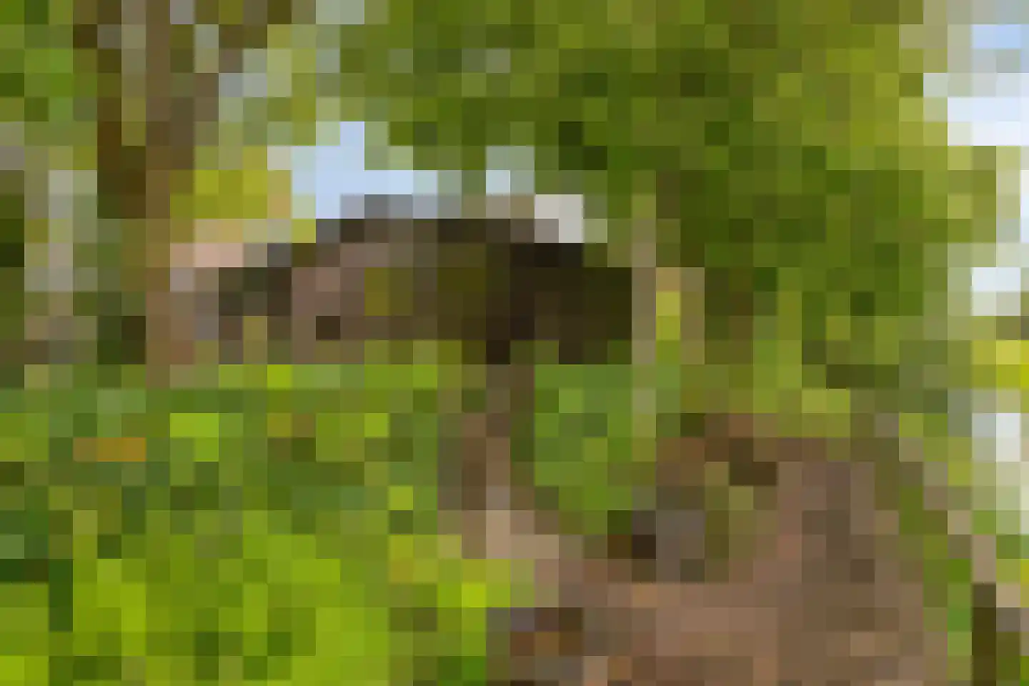 Parelhoen 8 Heinkenszand thumbnail 24