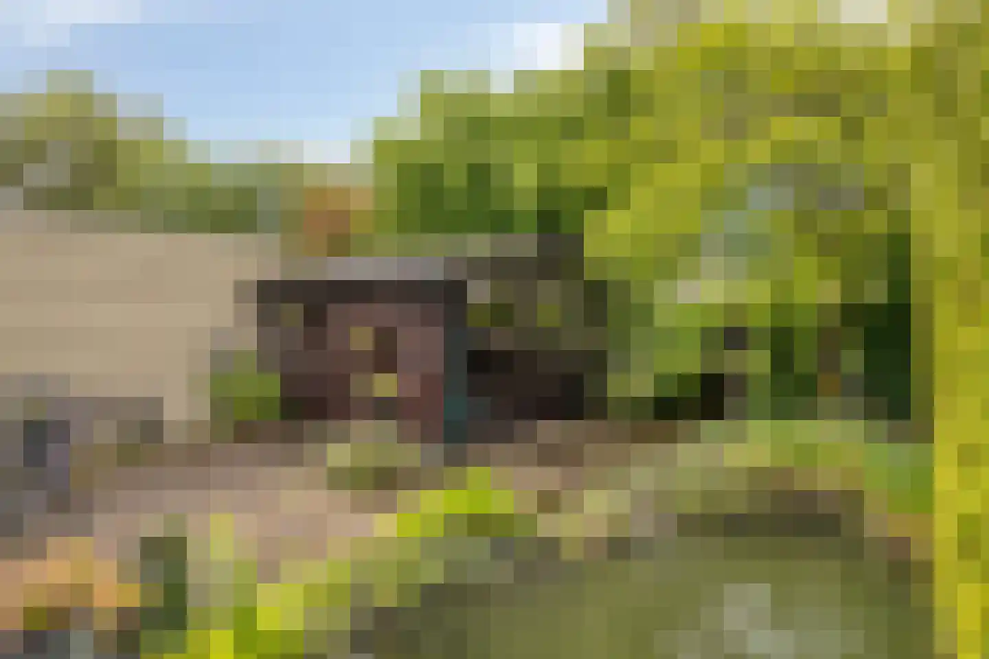 Parelhoen 8 Heinkenszand foto 3