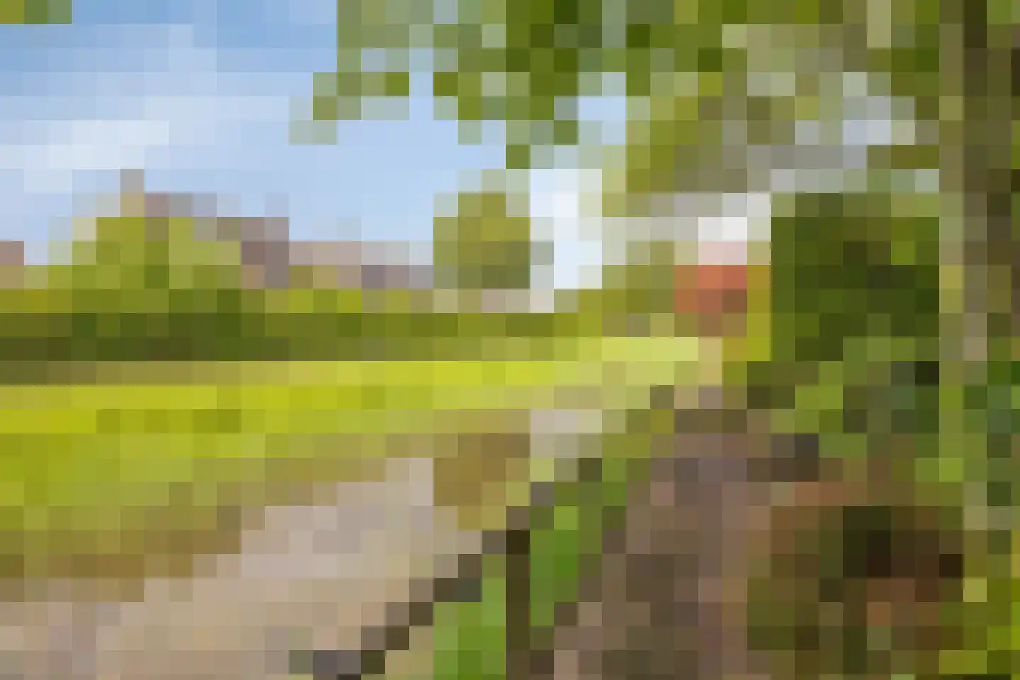 Parelhoen 8 Heinkenszand thumbnail 4
