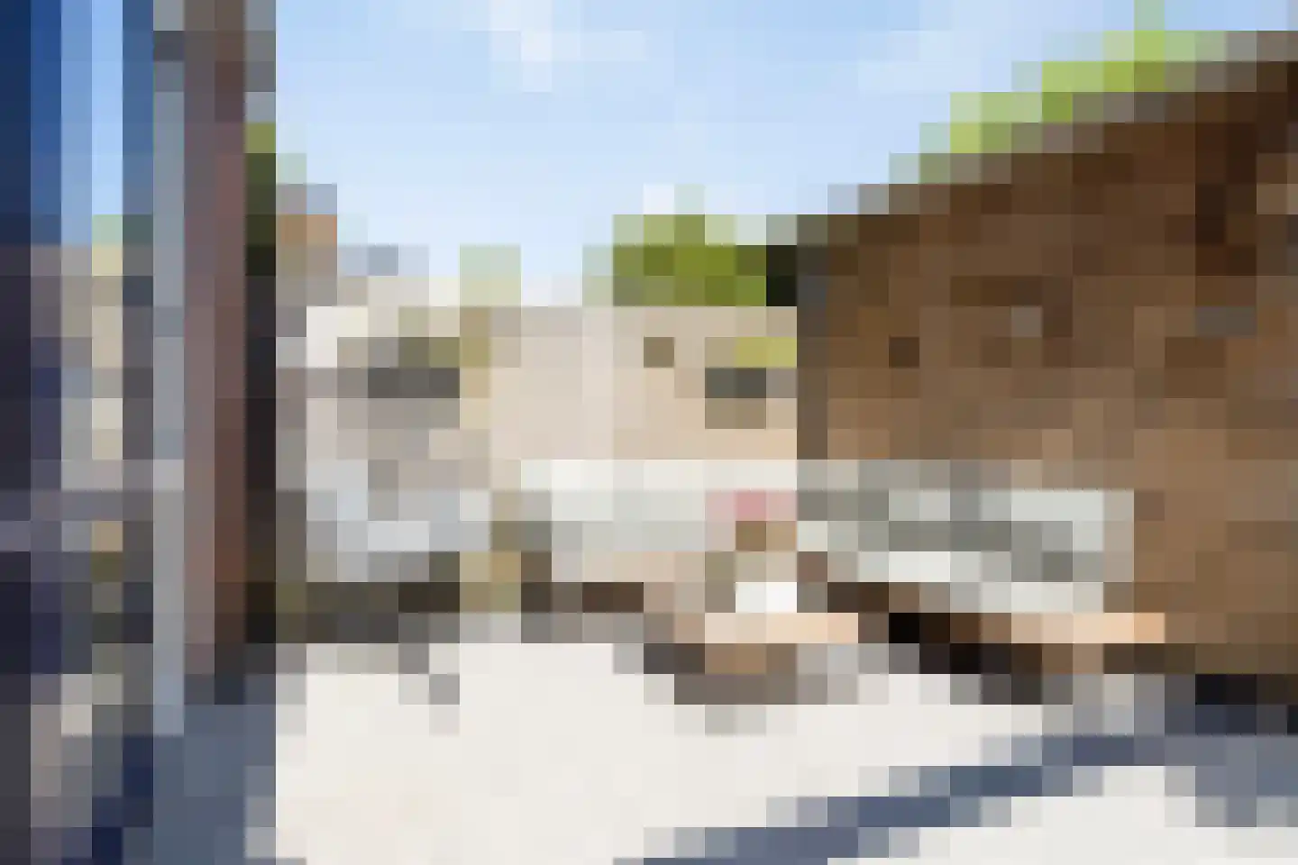 Parelhoender 52 Apeldoorn thumbnail 28