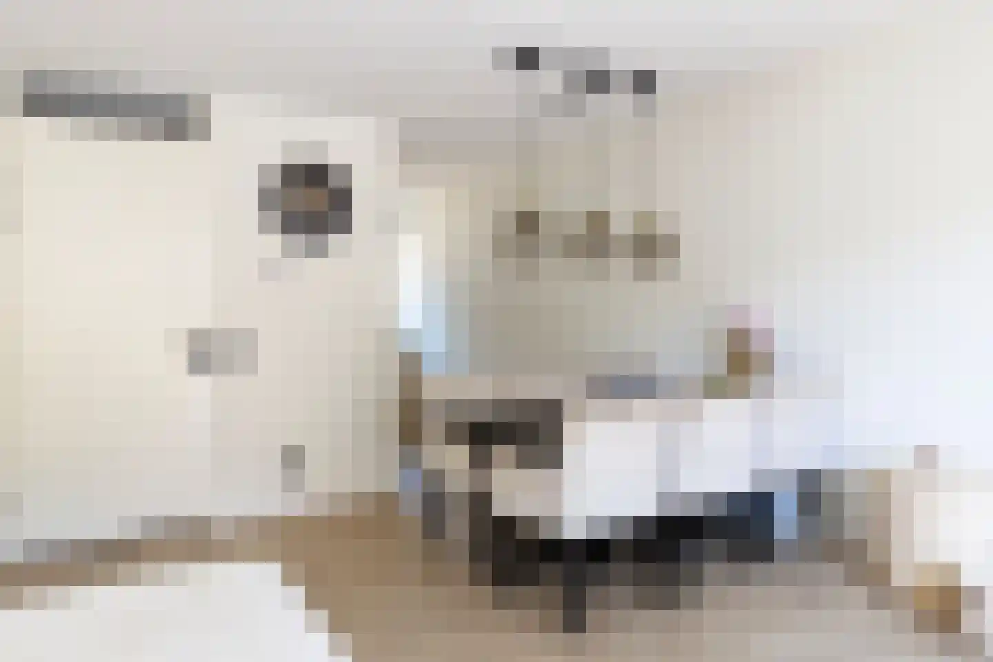 Parelhoender 52 Apeldoorn thumbnail 8