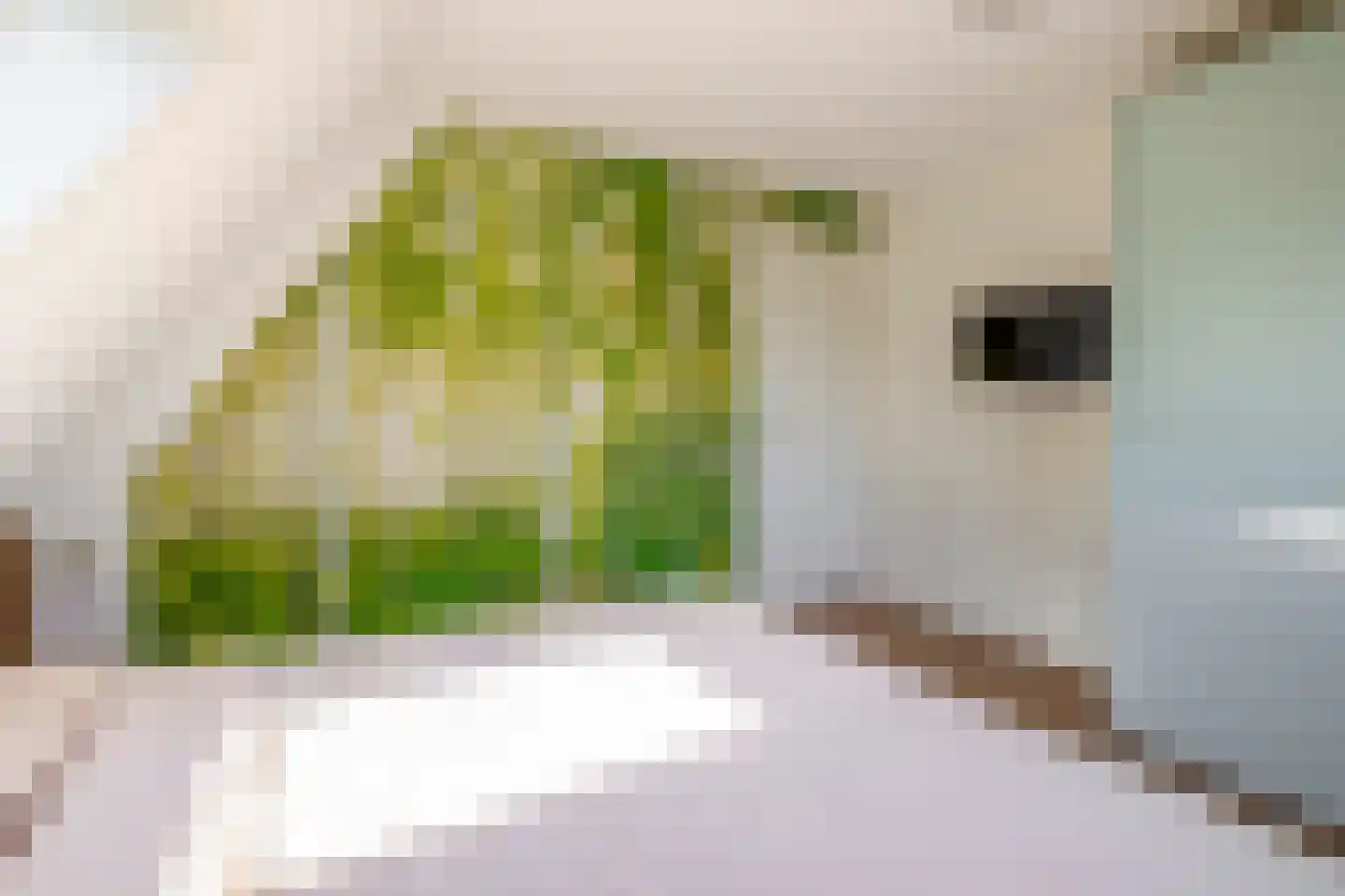 Parelhoenhof 4 Schoonhoven thumbnail 43