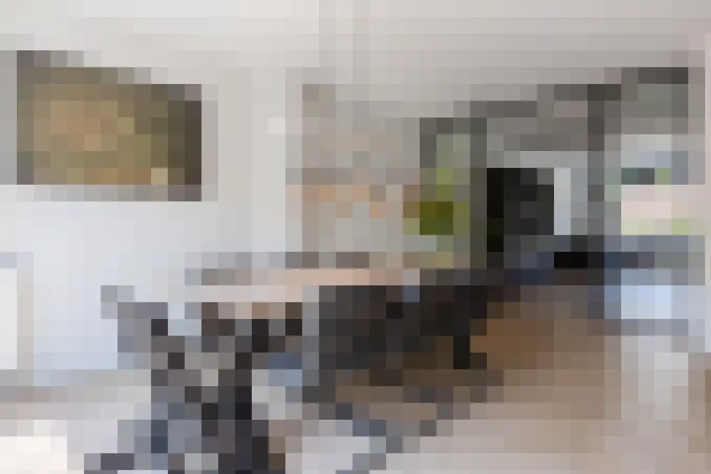 Parelmoervlinder 11 Oosterhout thumbnail 12