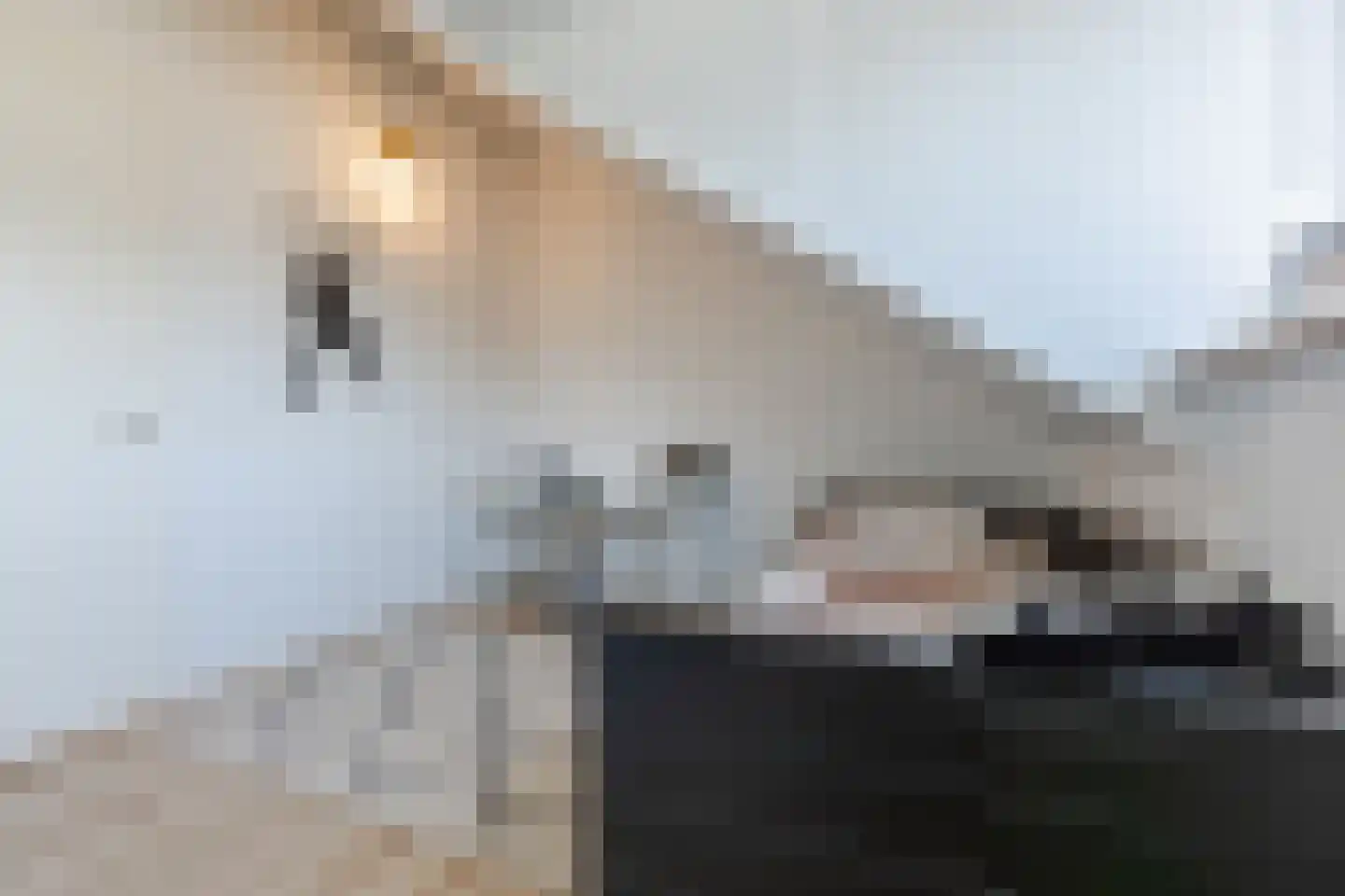 Parelmoervlinder 11 Oosterhout thumbnail 33
