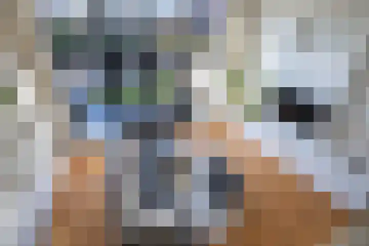 Parelmoervlinder 18 Sneek thumbnail 26