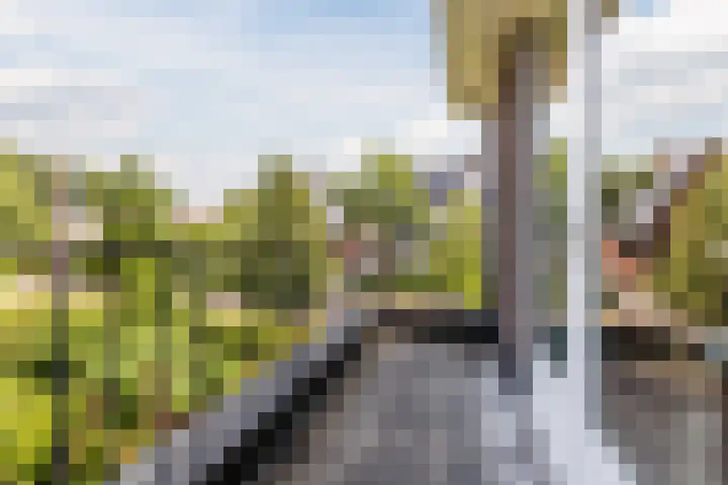 Parelmoervlinder 20 Oosterhout thumbnail 40