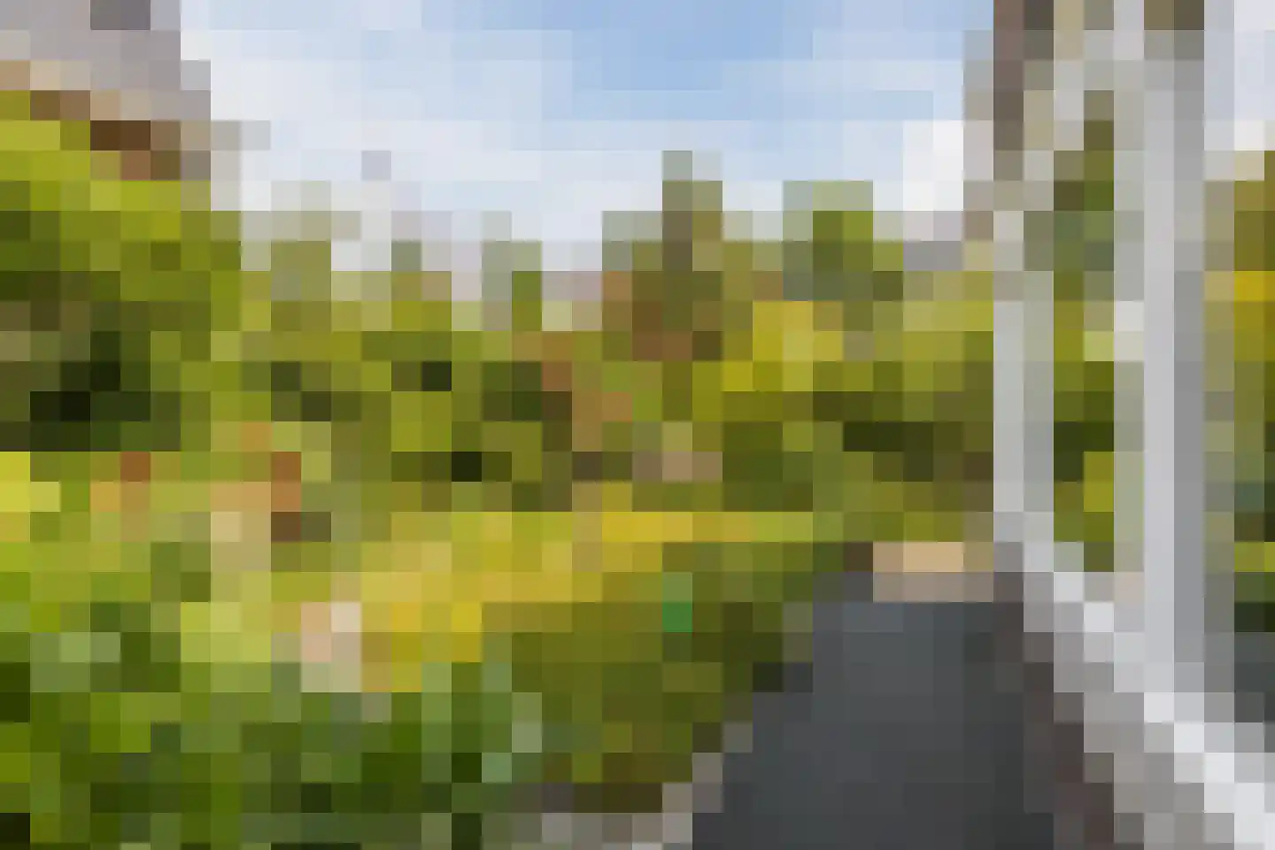 Parelmoervlinder 20 Oosterhout thumbnail 73