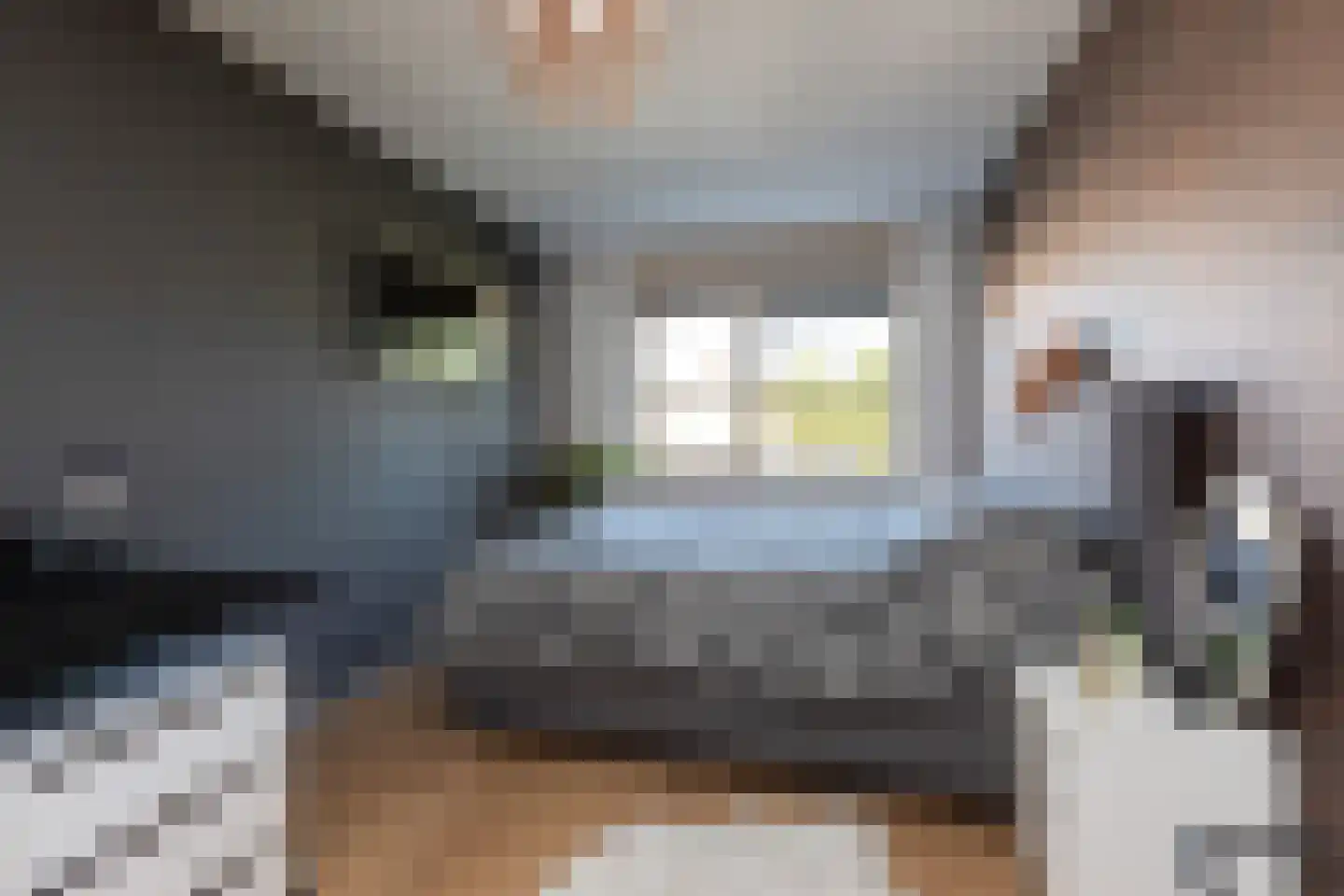 Parelmoervlinder 3 Sneek thumbnail 21