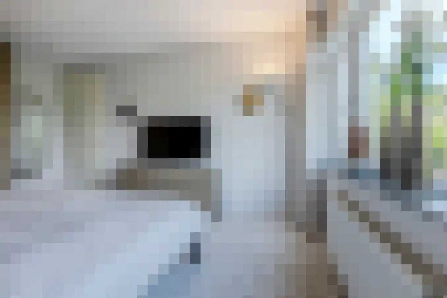 Parelmoervlinder 32 Oosterhout thumbnail 27