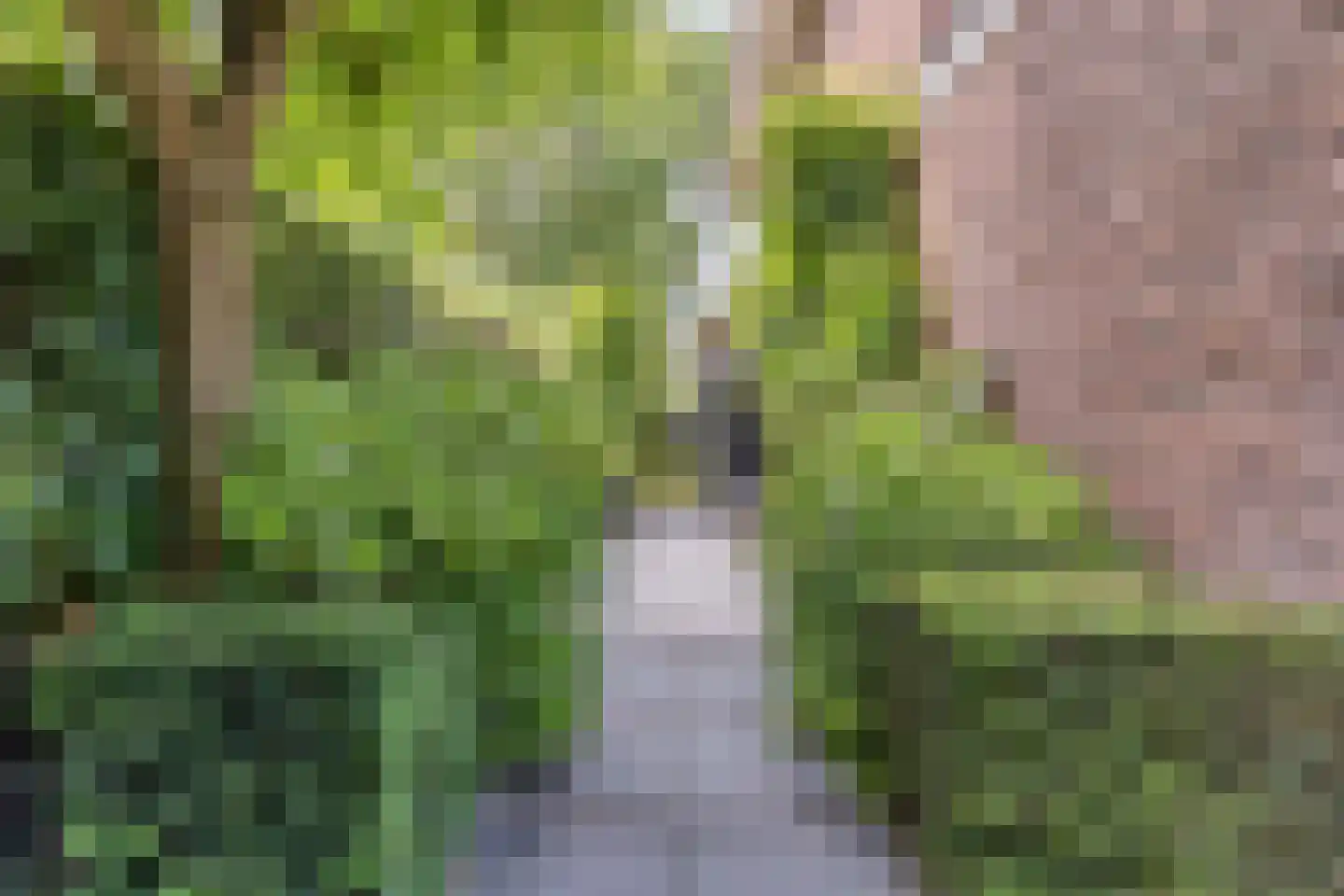 Parelmoervlinder 32 Oosterhout thumbnail 47