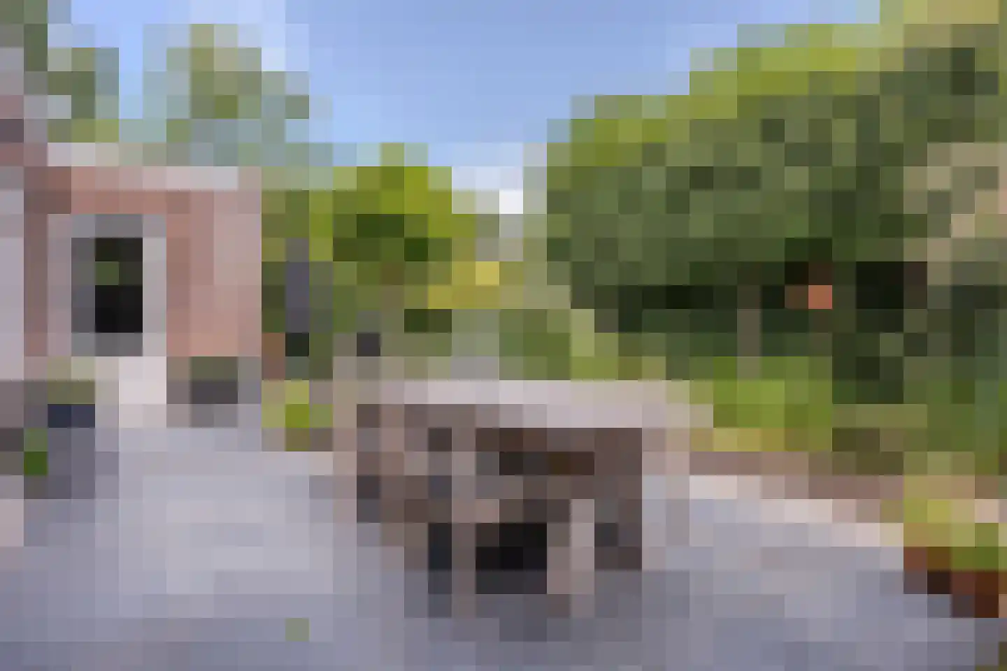 Parelmoervlinder 32 Oosterhout thumbnail 48