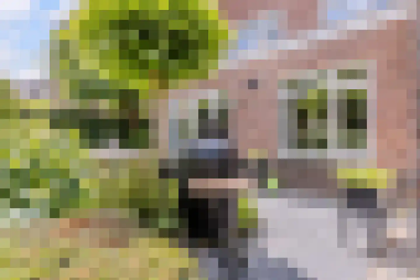 Parelmoervlinder 32 Oosterhout thumbnail 55