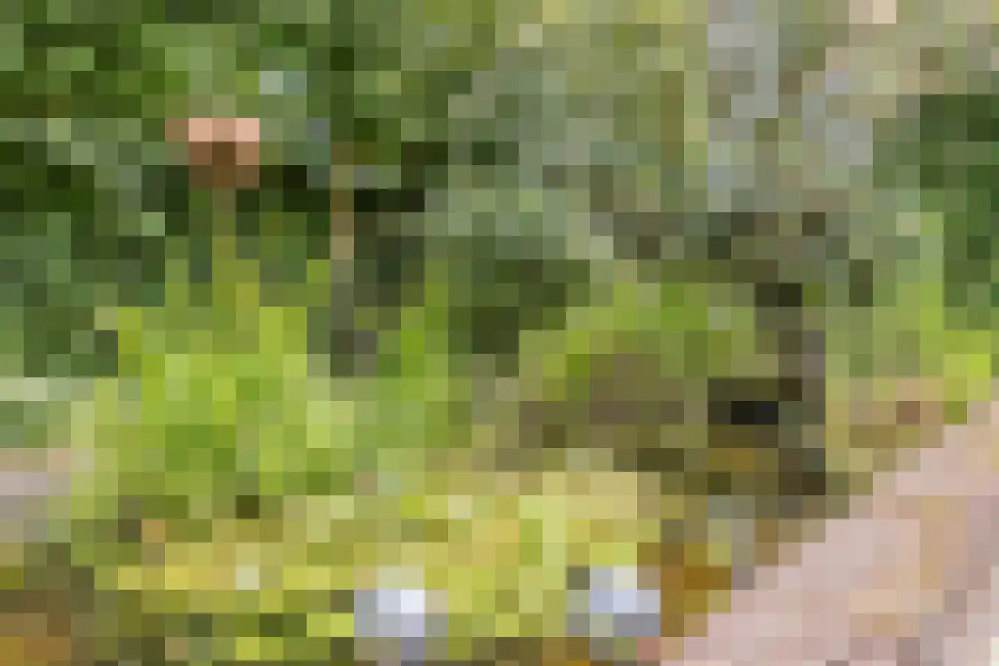 Parelmoervlinder 32 Oosterhout thumbnail 56