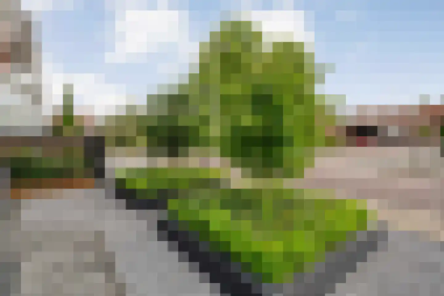 Parelmoervlinder 5 Hoogeveen thumbnail 10