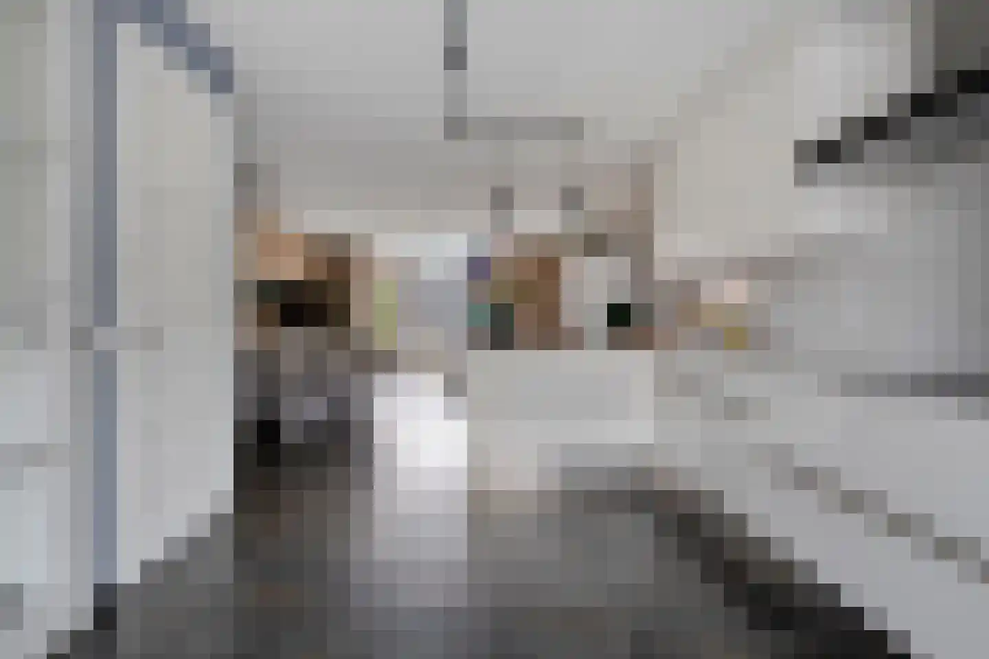 Parelmoervlinder 83 Oosterhout thumbnail 12