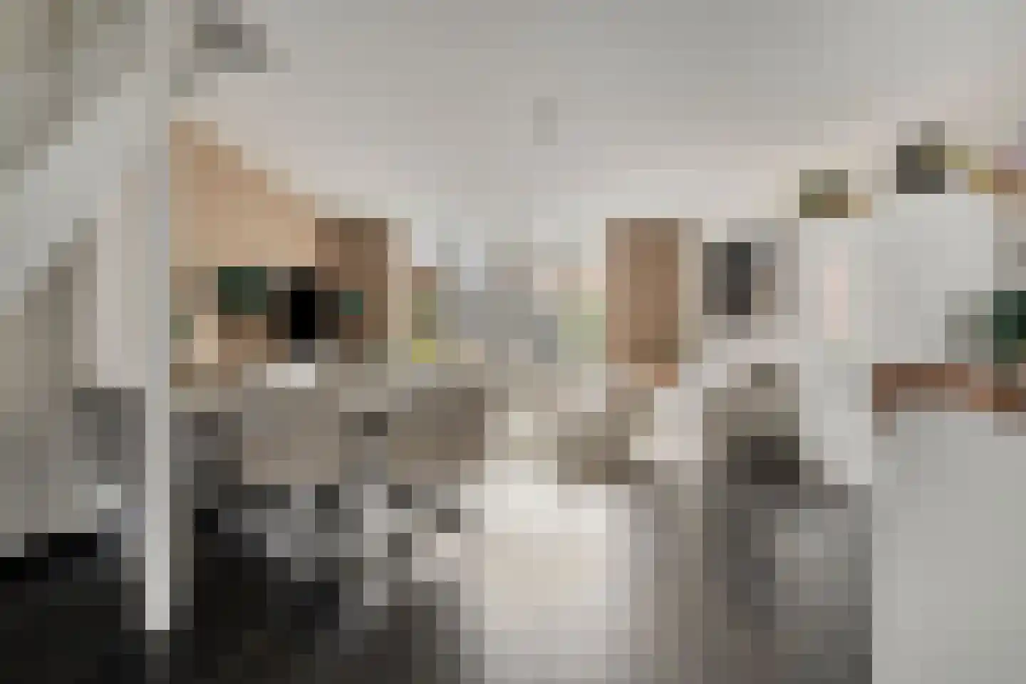 Parelmoervlinder 83 Oosterhout thumbnail 14