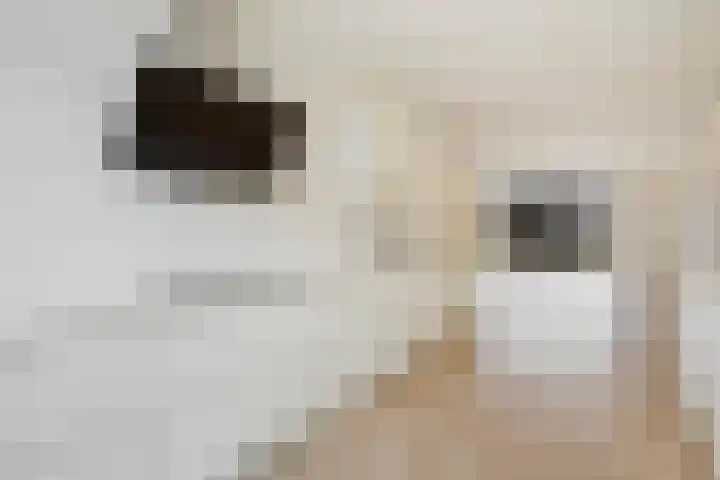 Parelmoervlinderlaan 122 Rijswijk thumbnail 20