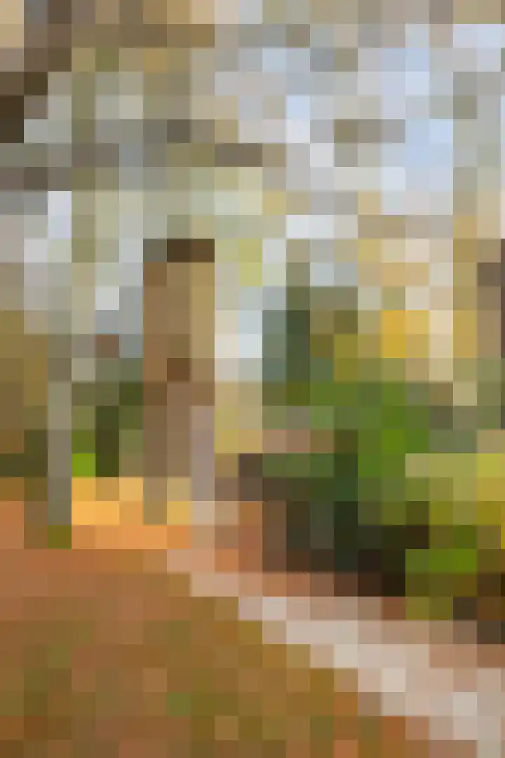Park Rodichem 84 Huis ter Heide thumbnail 41