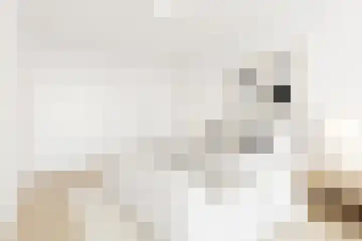 Parkflat de Statenhoed 33 Twello thumbnail 7