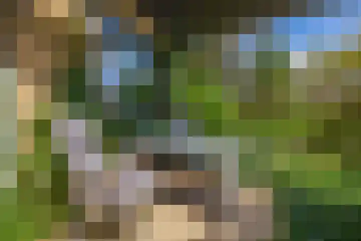 Parkkamp 37 Havelte thumbnail 65