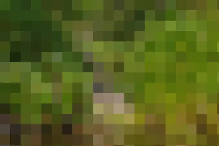 Parkkamp 37 Havelte thumbnail 81